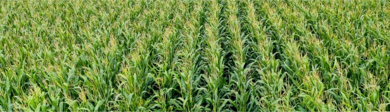 Testproject drip-irrigatie van Irritec