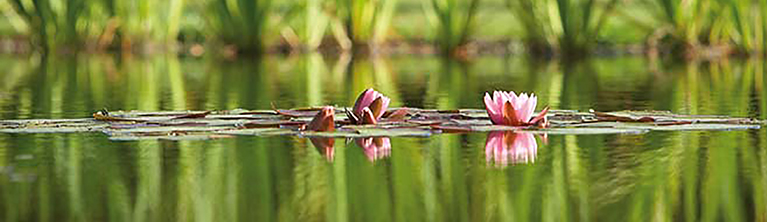 Tuin & vijvers