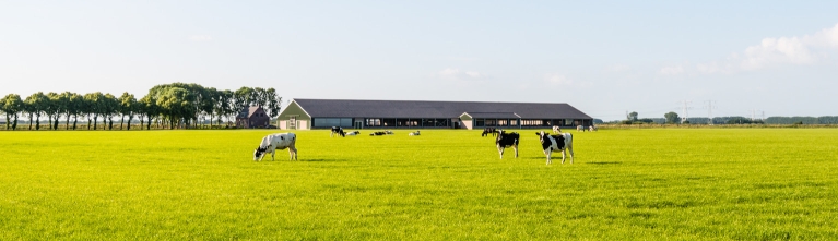 Whitepaper LED verlichting in rundvee stallen